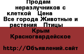 Продам 2 неразлучников с клеткой › Цена ­ 2 500 - Все города Животные и растения » Птицы   . Крым,Красногвардейское